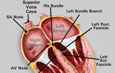 heart illustration